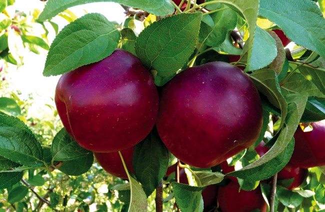 PIXIE® Coop 33 (cov) La pomme précoce résistante à la tavelure 